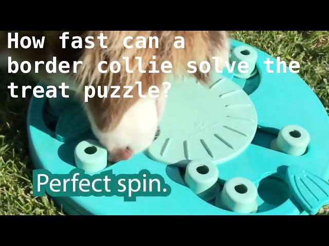 Border Collie Puppy Reviews Nina Ottosson Hound Dog Worker treat Puzzle and Demonstrates How To Use